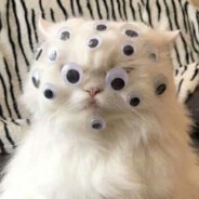 many-eyed cat