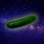 Space Cucumber