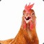 cHiCks