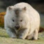 Wombat