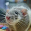 rat gaming