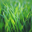 Grass