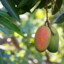 mangolooma