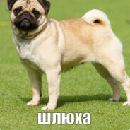 мопс кпутой