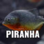 Piranho, Gordo e Calvo