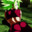 Kefla