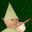 hAttu