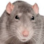 49,999 rats