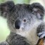 SneakyKoala