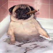sigarkin mops