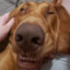 Odie Bojangles