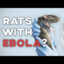 Rat Tracker Ebola