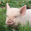 Hog