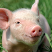 아기돼지