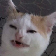 Paninho