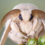 Silk Moth Gaming