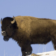 高贵的野牛战士