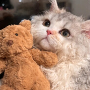 无敌霸王龙12138