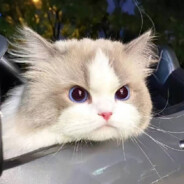 拉登是我干掉的