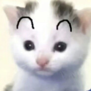 互联网冲浪小猫