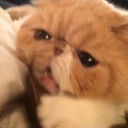 MeowMeow之混分巨兽