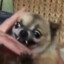Voidless_Knight TikTok