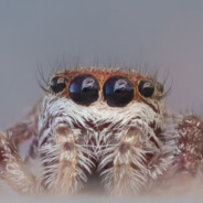 Spiders - steam id 76561197964503582
