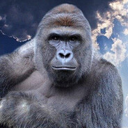 Harambe