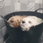 Dog soup