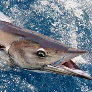 Wahoo