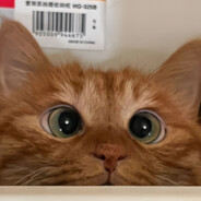 娘娘给奴婢请安