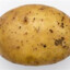 Spud