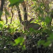The Autistic Jungle Bunny