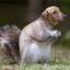 dogsquirrel123
