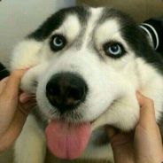 老中醫辛普森