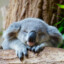Casual Koala
