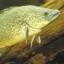 Murray Cod