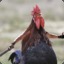 [invalid] Poperka