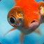 smallfish