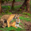 tigeren