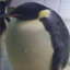 patrick the penguin