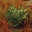 bush