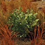 bush
