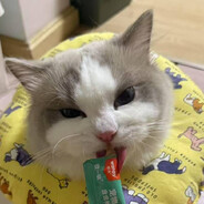 傲慢的椰颇大王