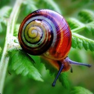 snail