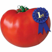 Ichiban Tomato