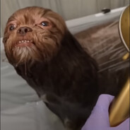 Nossa Hund / Benschi