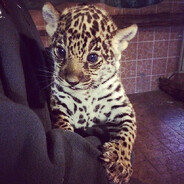 RUSIK_LEOPARD