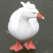 小猪小猪软乎乎