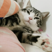 奶油泡芙使用指南